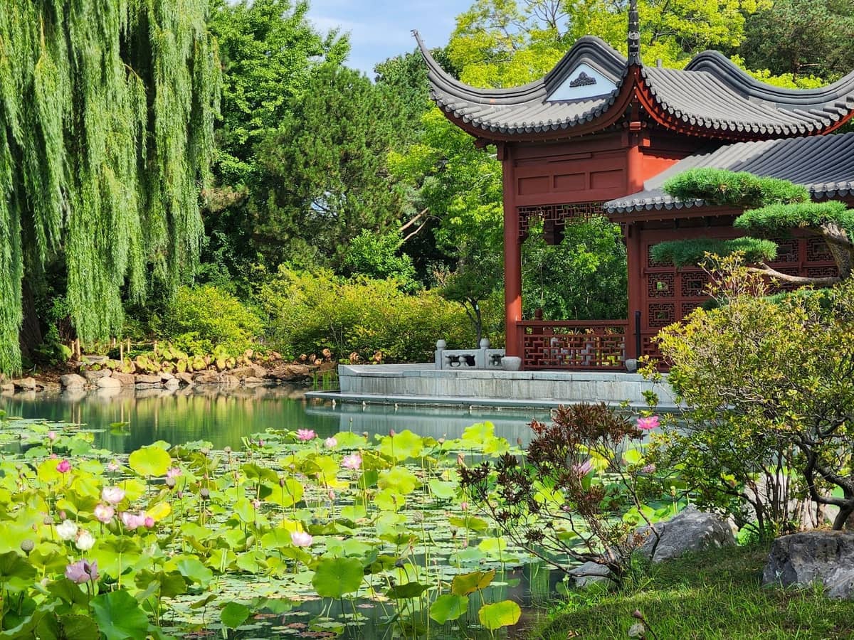 Ruhiger chinesischer Garten mit Lotusteich, traditionellem Pavillon, üppigem Grün und Trauerweide, der eine friedliche romantische Atmosphäre hervorruft.