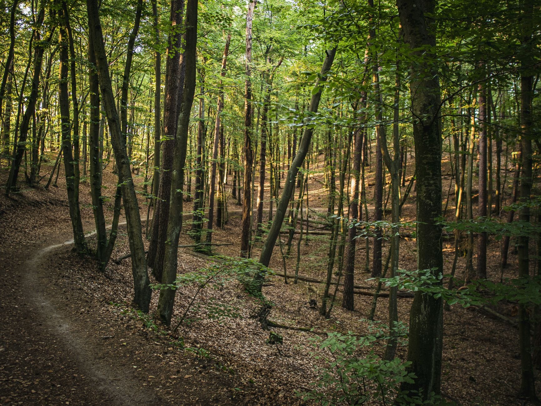 Dirt hiking trail winding through lush green forest with sunlight filtering between tall trees in spring or summer.
