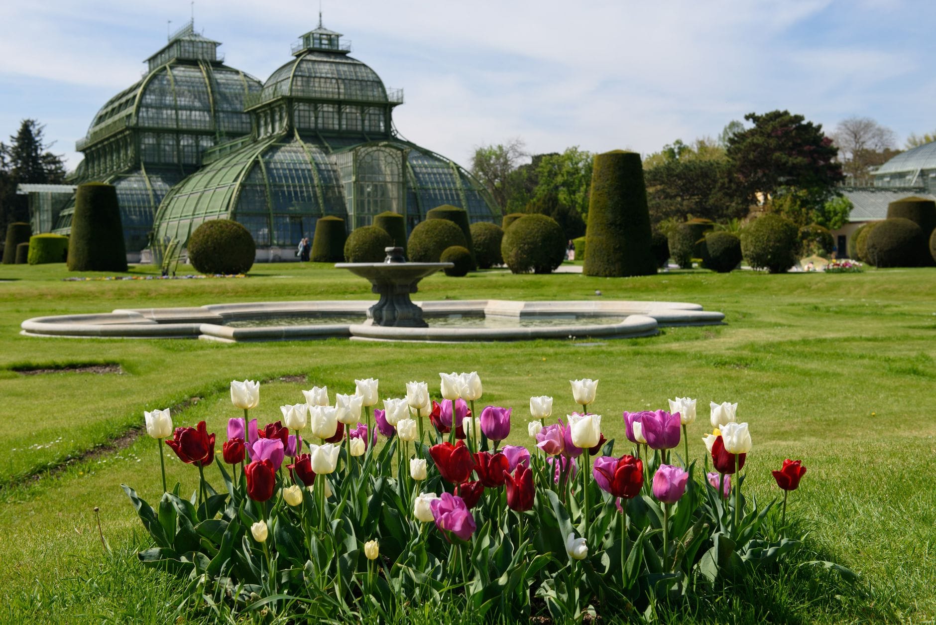 Well-maintained palace gardens in Vienna with colorful tulips, trimmed topiary, a fountain, and the historic palm house in the background.
