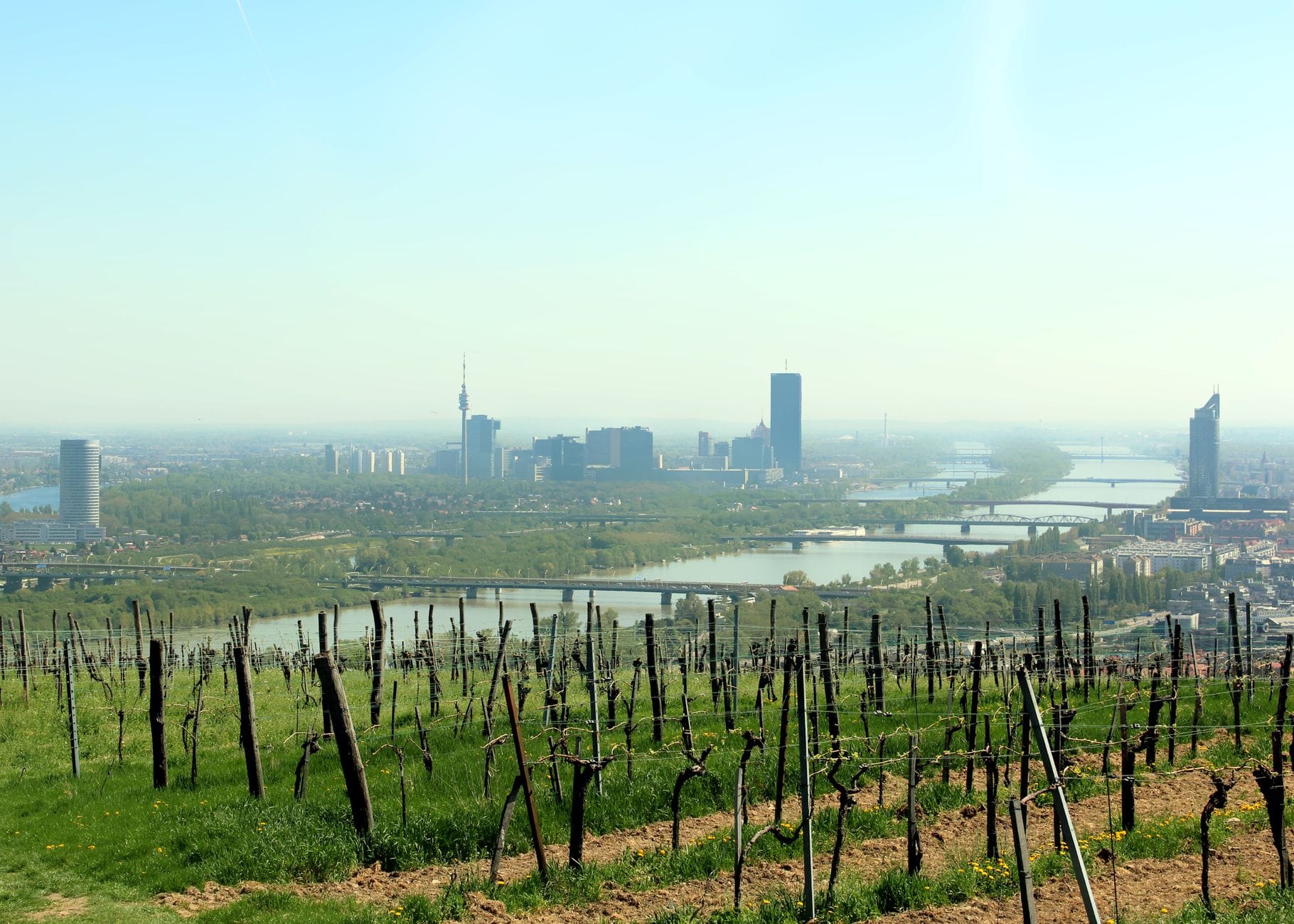 Açık bir gökyüzü altında Viyana silüetine ve Tuna Nehri'ne bakan bir tepedeki bağ, ilkbahar veya yaz aylarında şehir bağlarını tasvir ediyor.