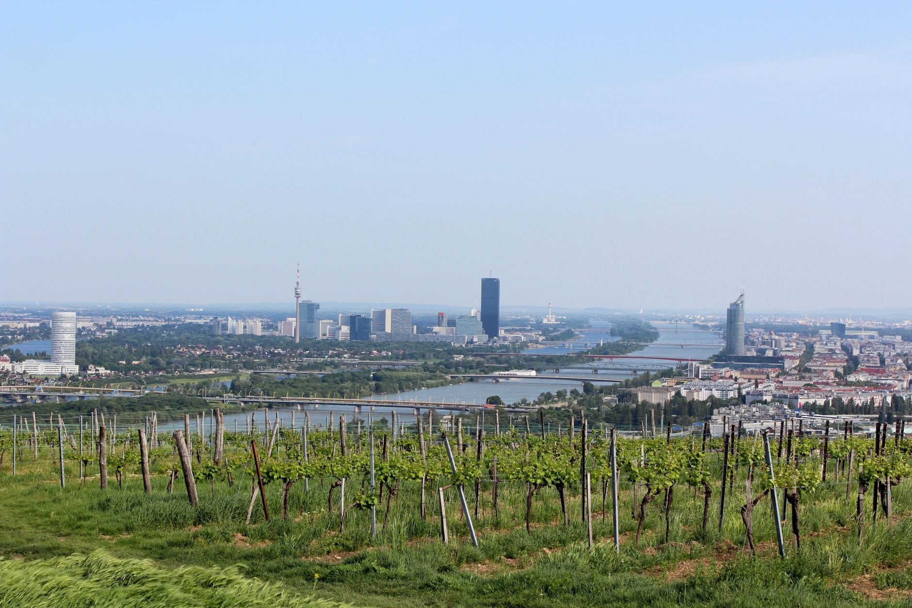 Weingärten im Vordergrund mit der Wiener Skyline und der Donau im Hintergrund an einem klaren Tag.