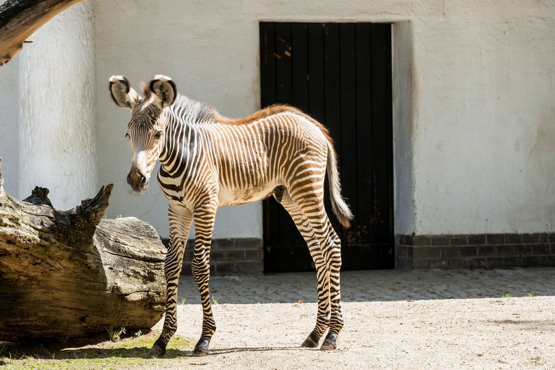 Ein junges Zebra steht in einem sonnenbeschienenen Außengehege mit einem umgestürzten Baum und weißen Wänden im Hintergrund.