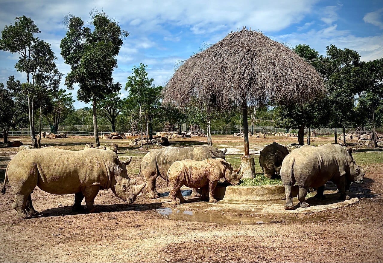 Vinpearl Safari Phu Quoc con rinoceronti radunati attorno a un'area di alimentazione sotto una tettoia in paglia
