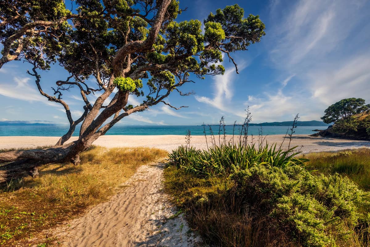 Chemin de sable menant à une large plage de sable avec une eau bleue cristalline, un grand arbre et des plantes côtières sous un ciel lumineux, typique de Waiheke Island.