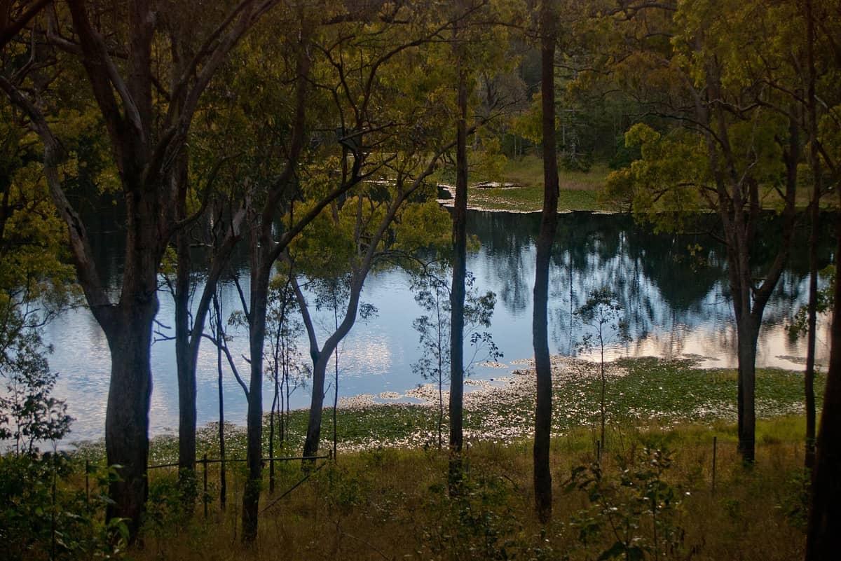 Eukalyptusbäume rahmen einen ruhigen See mit stillem, spiegelndem Wasser im Walkabout Creek Discovery Centre ein, umgeben von üppigem australischem Buschland.