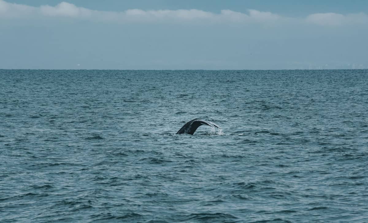 Eine Walfluke, die teilweise aus dem Wasser ragt, auf einem ruhigen Ozean unter einem bewölkten Himmel, mit fernem Land am Horizont.