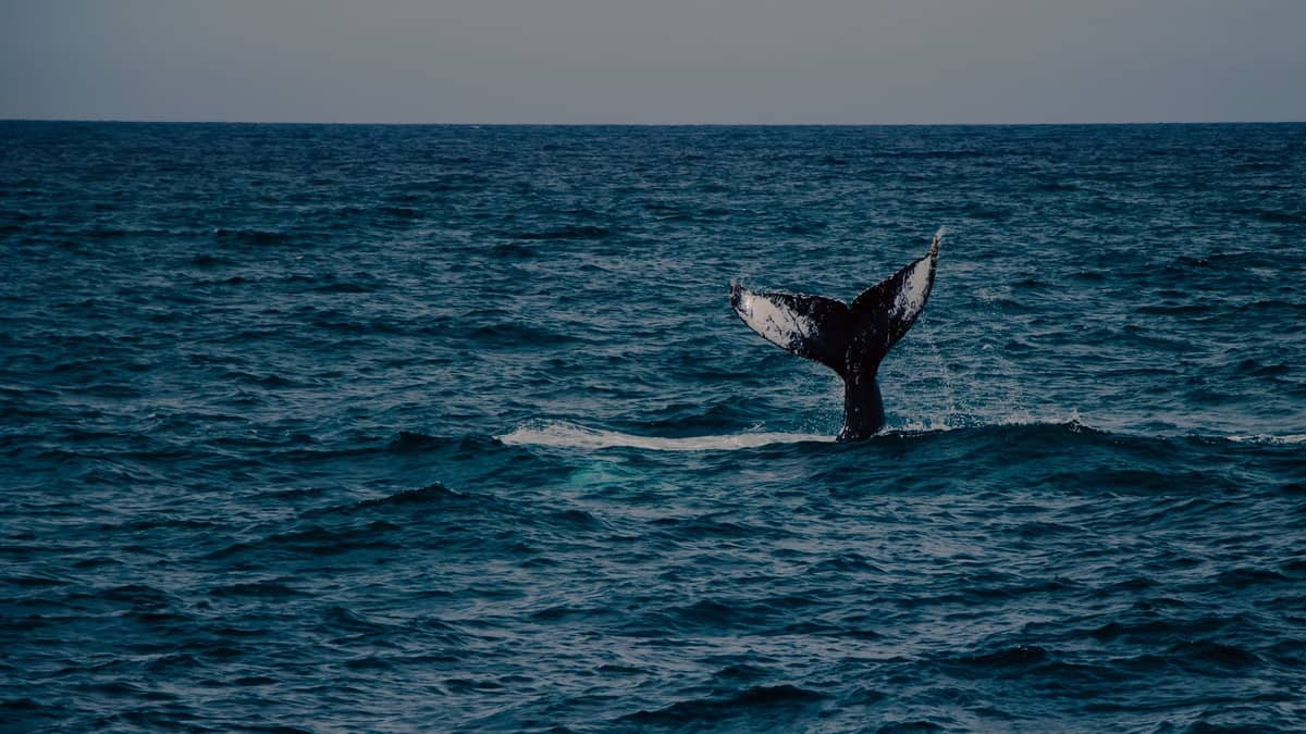 Die Schwanzflosse eines Wals ragt aus dem offenen Ozean – ein echter Moment auf hoher See beim Whale Watching.