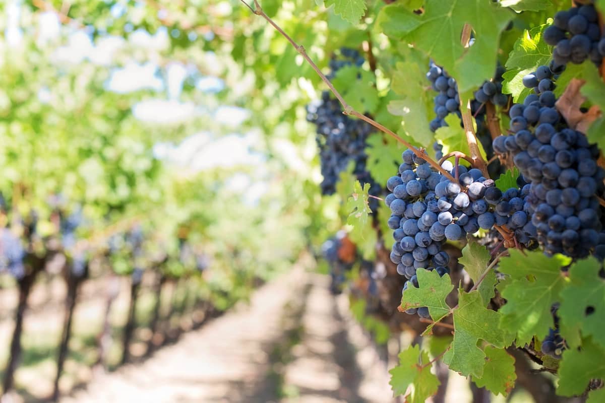 File di viti cariche di uva viola matura in un vigneto soleggiato, che rappresenta le gite di un giorno nella regione vinicola di South Australia.