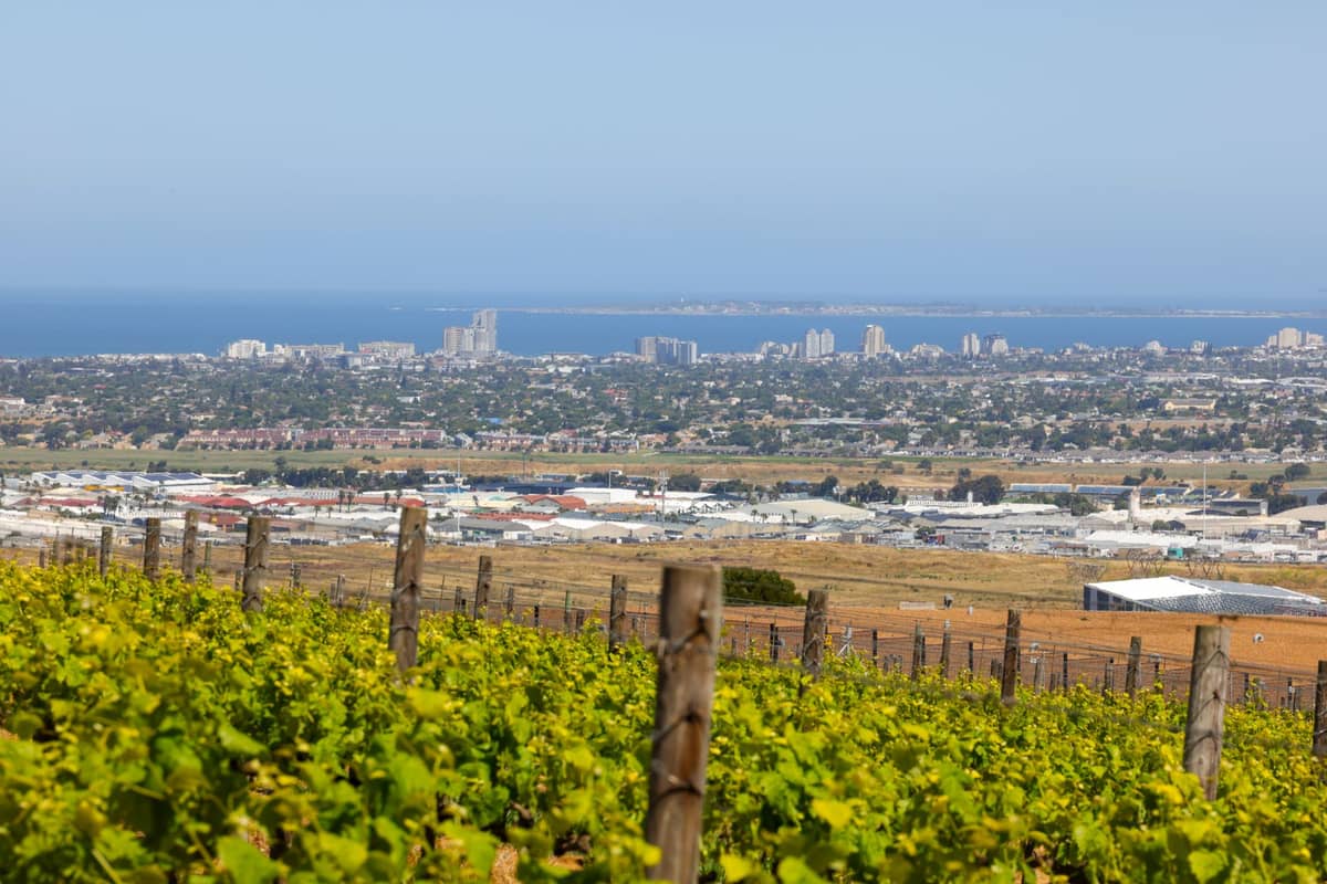 Vigneto con filari di viti in primo piano che si affaccia sulla città di Adelaide e sulla costa sullo sfondo in una giornata serena.