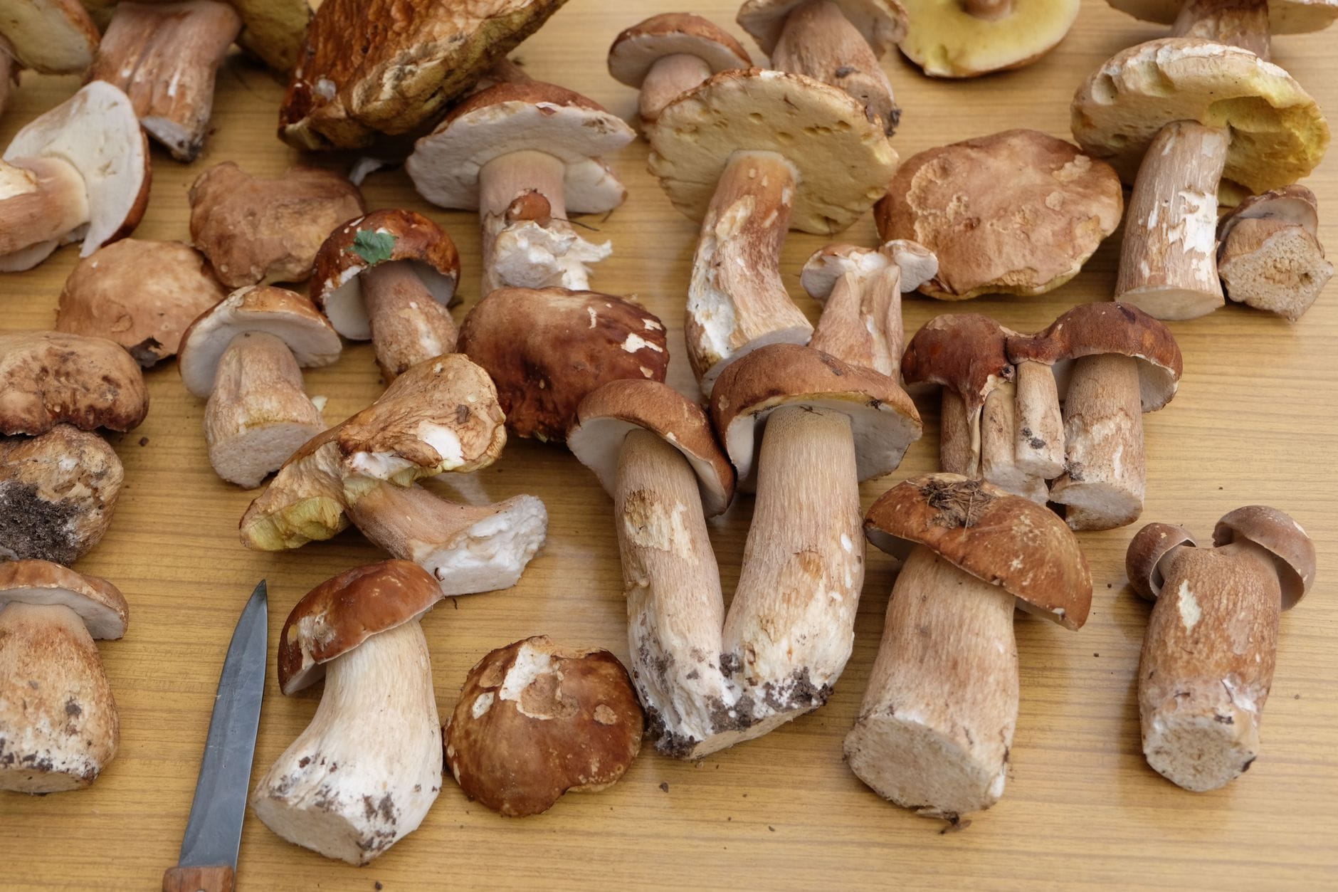 เห็ด porcini สดหลากหลายชนิดวางกระจายบนพื้นผิวไม้พร้อมมีดเล็กๆ วางอยู่ข้างๆ