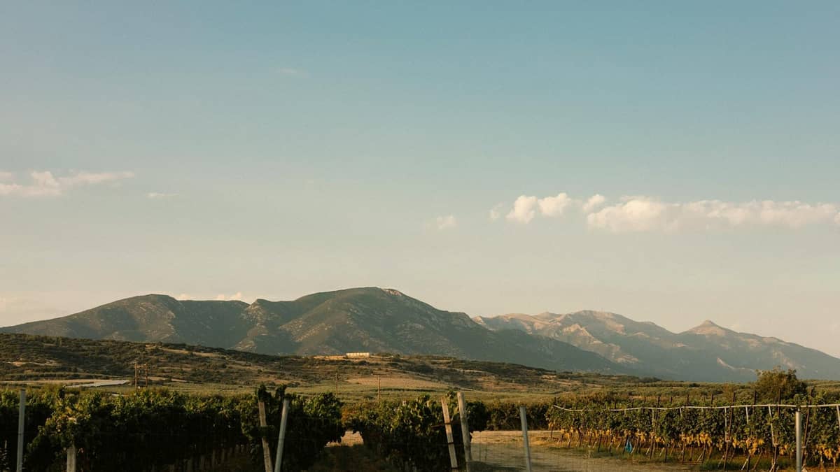 Vineyards in front of mountain landscape under clear blue sky, typical of Rhodes countryside wine regions.