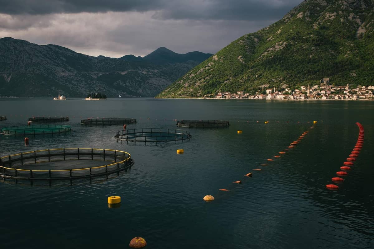 Fish and mussel farm circles floating on the Bay of Kotor with dramatic mountains and a coastal town in the background.