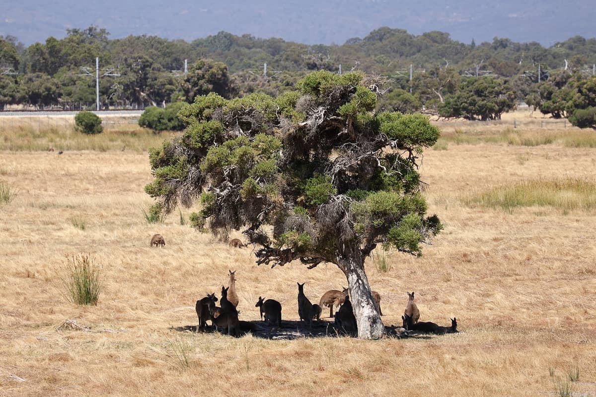 Eine Gruppe Kängurus rastet im Schatten unter einem großen Baum in den goldenen Graslandschaften des Whiteman Park, Perth.