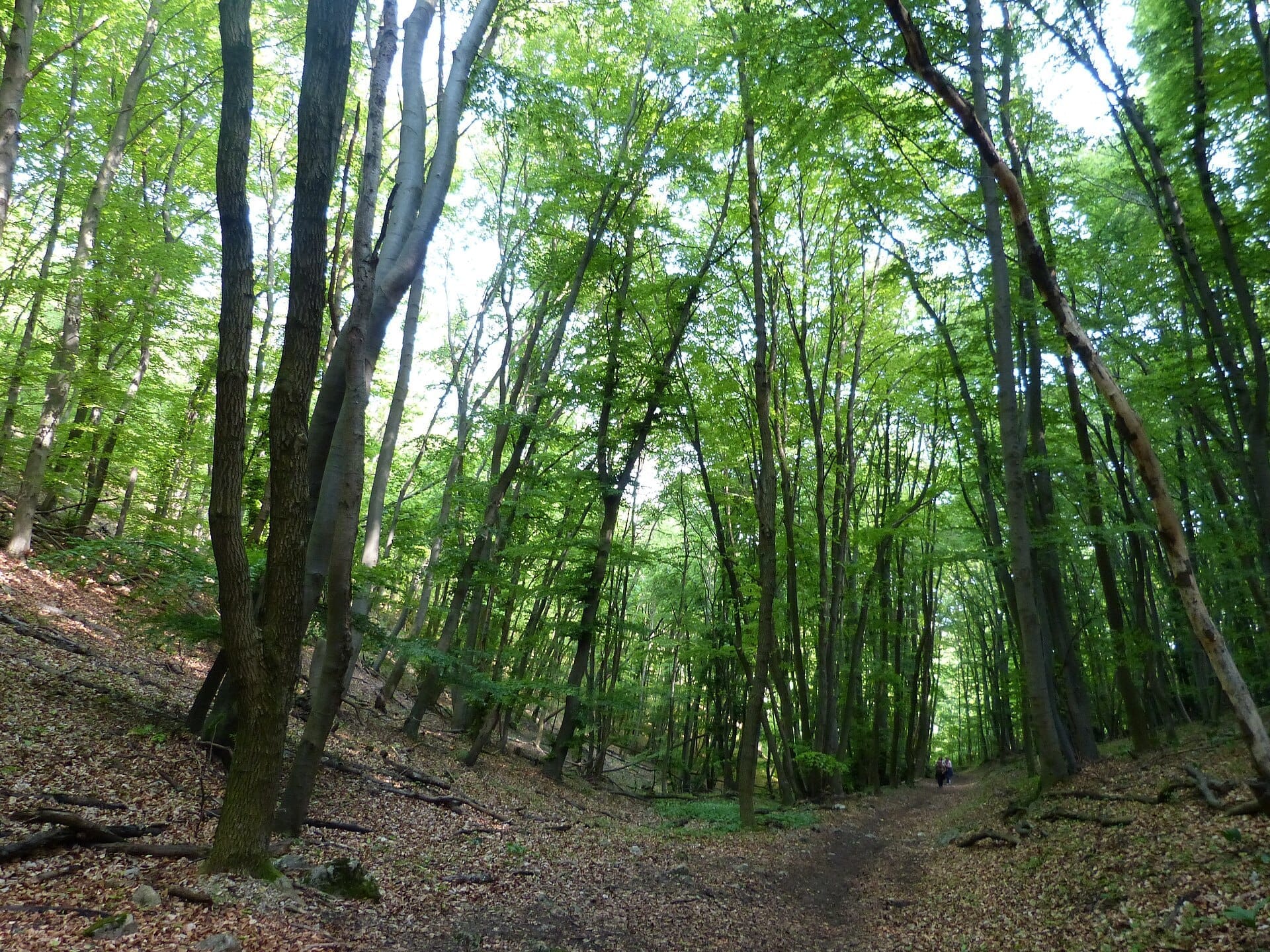 Hohe, grüne Bäume säumen einen schattigen Waldweg im Wienerwald nahe Wien, mit verstreuten Blättern auf dem Boden und Sonnenlicht, das durch das Blätterdach fällt.