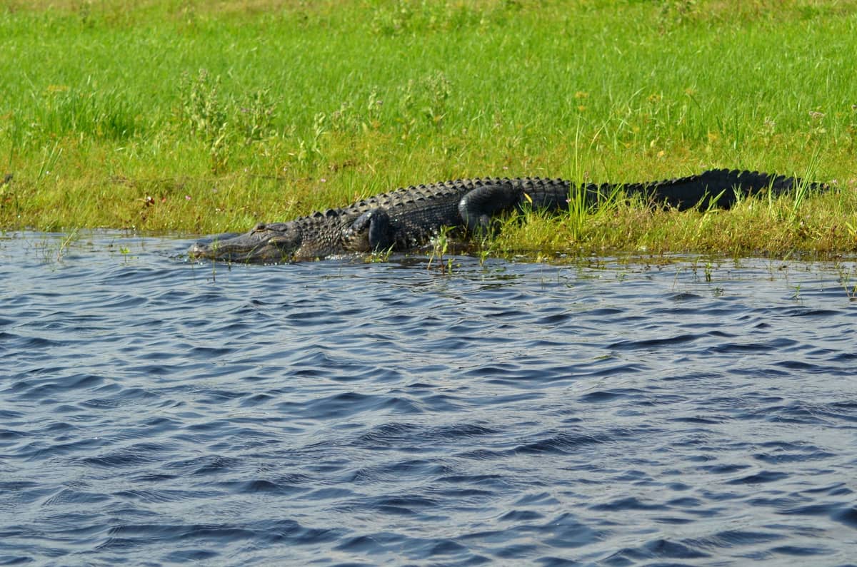 Ein Alligator ruht im flachen Wasser am grasbewachsenen Rand eines Florida-Feuchtgebiets – die wilde Atmosphäre der Lake-Cypress-Region in einem Bild.