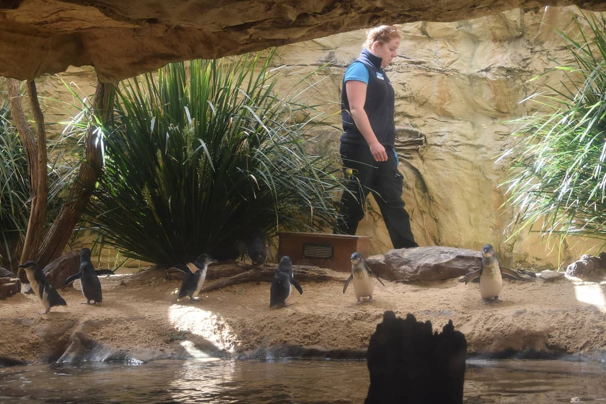 Opiekun z grupą małych pingwinów w ich wybiegu w WILD LIFE Sydney Zoo – widoczny piasek, woda i rodzime rośliny.
