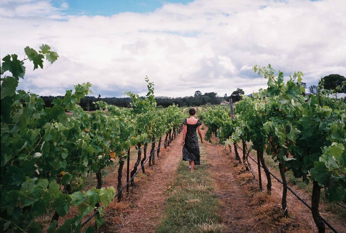 Una mujer camina entre viñedos verdes bajo un cielo nublado, en la región vinícola del Yarra Valley cerca de Melbourne.