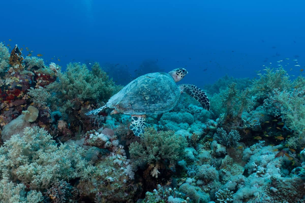 Tortuga carey nadando sobre un vibrante arrecife de coral con muchos peces pequeños y corales coloridos bajo el agua en aguas azules cristalinas.