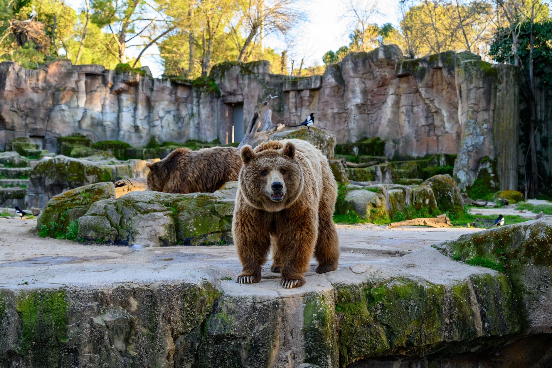 Due orsi bruni in un recinto zoo naturalistico con rocce, vegetazione e alberi: uno guarda verso la fotocamera, l'altro è sdraiato, sotto un cielo soleggiato.