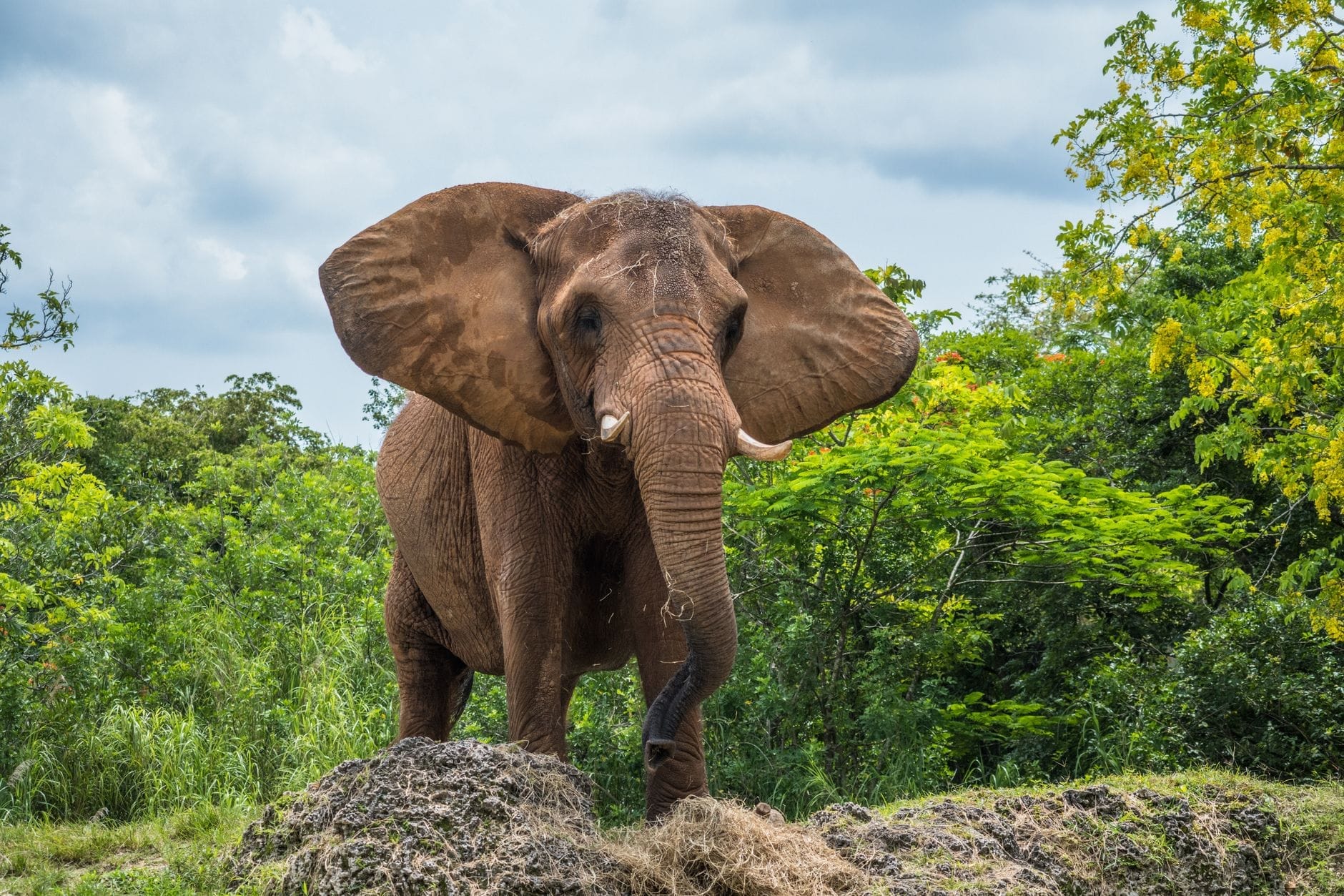 Un elefante africano con grandi orecchie su un terreno erboso circondato da una rigogliosa vegetazione tropicale, sotto un cielo parzialmente nuvoloso.