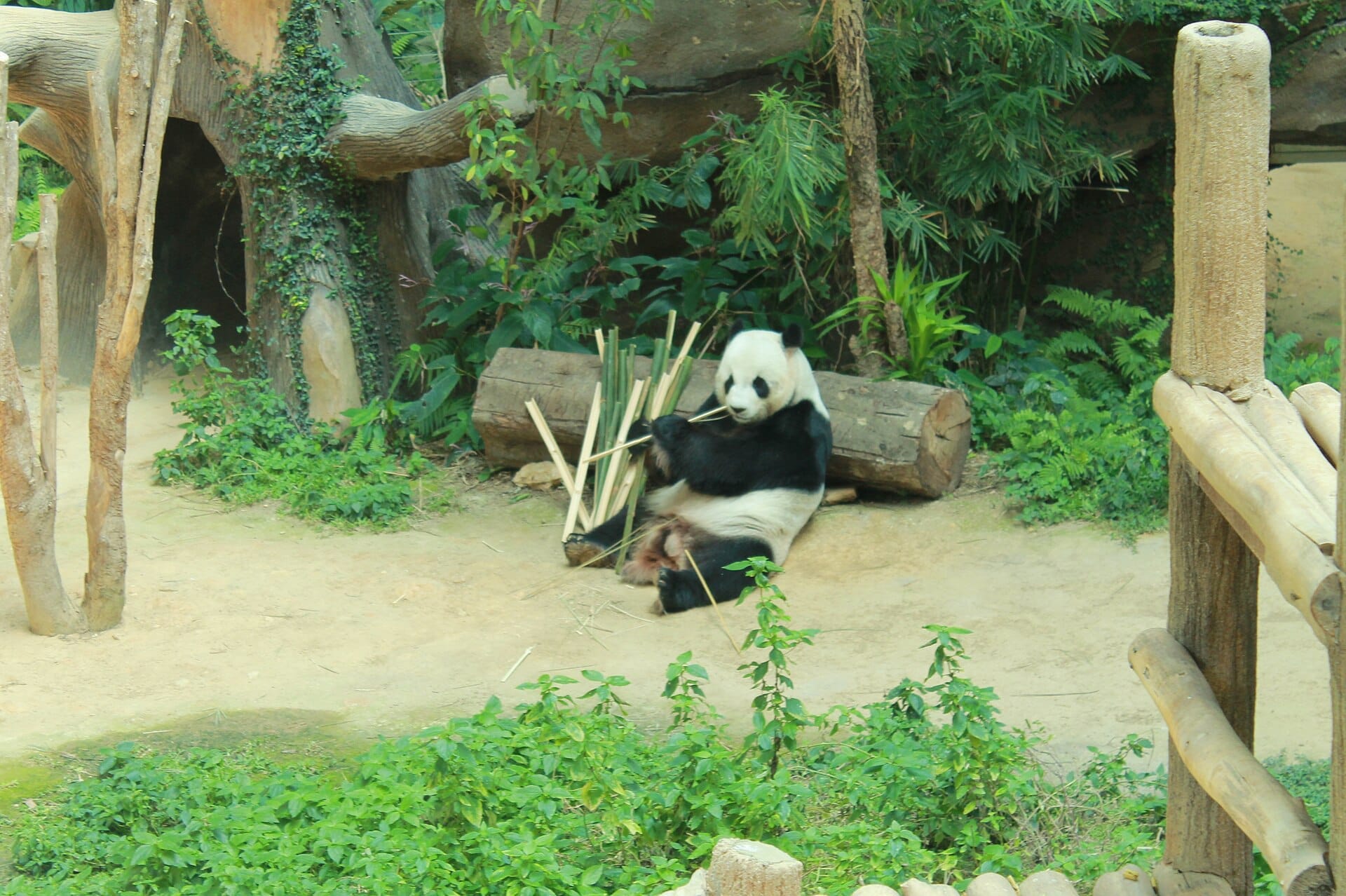 A giant panda sitting on the ground eating bamboo in a lush, green enclosure at the National Zoo (Zoo Negara) in Kuala Lumpur, surrounded by wooden logs and leafy plants.
