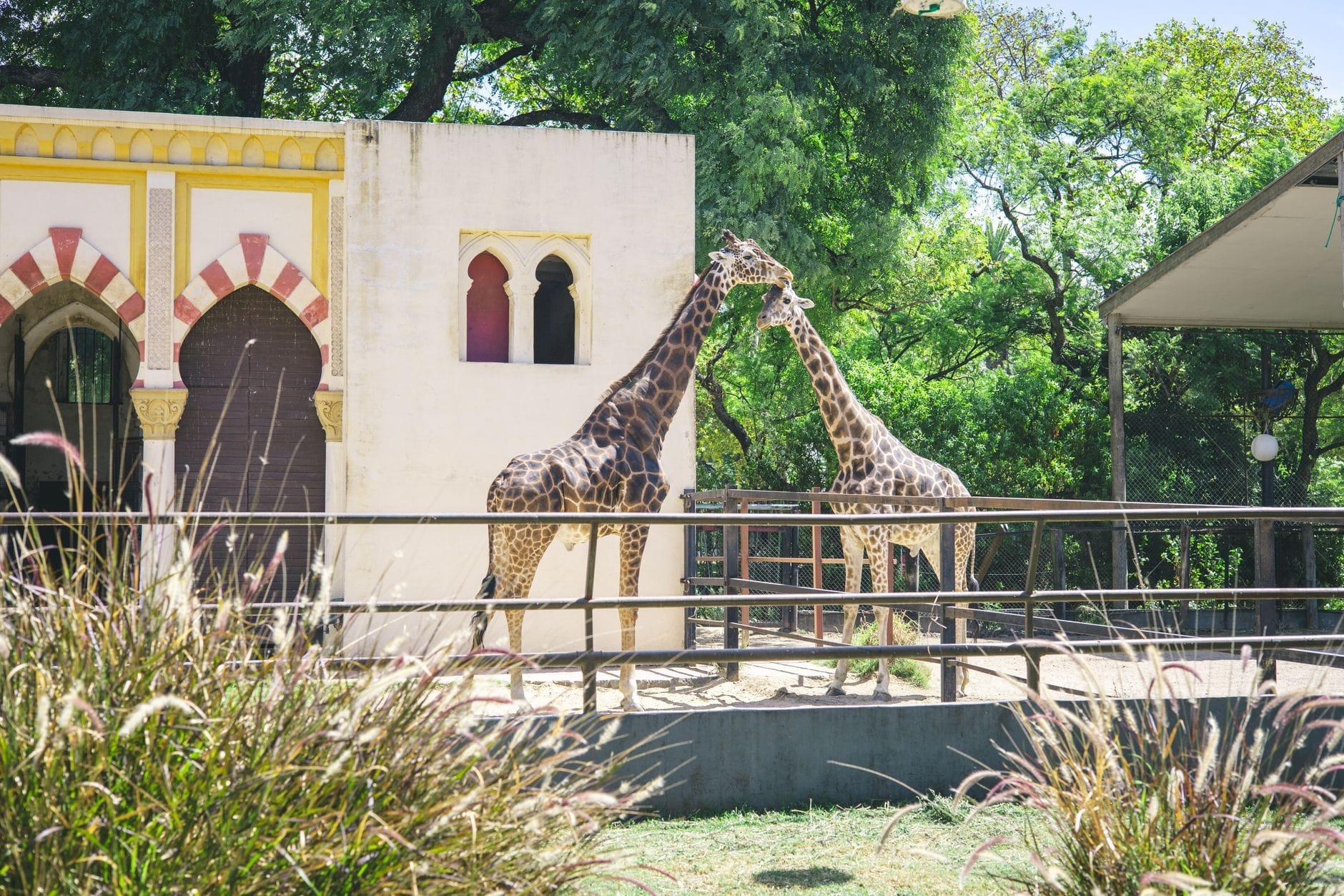 Due giraffe in un recinto soleggiato con vegetazione lussureggiante e un edificio colorato sullo sfondo: un'atmosfera accogliente che invita alla visita.